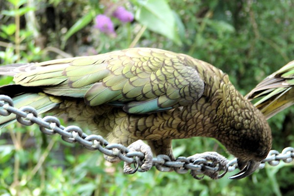 Alpine Parrot