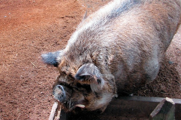 Kune kune pig
