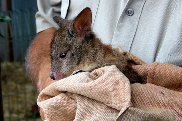 Baby Roo