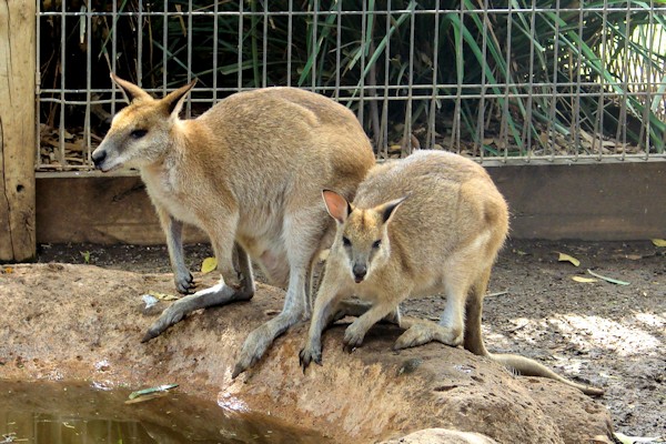 Wallabees