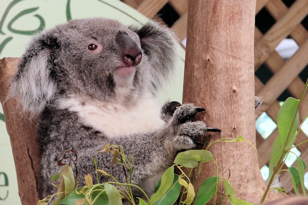Koala