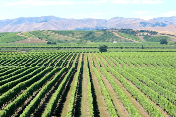 Brancott Estate Vinyards