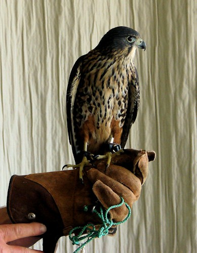 New Zealand Falcon