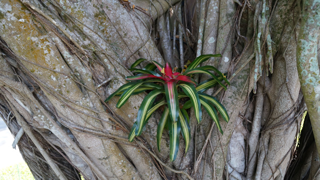 Bromeliad