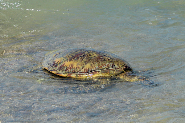 Sea turtle