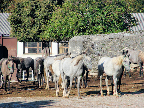 Mares at Lipic Stud Farm
