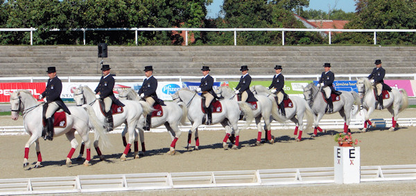 Eight Lipizzaners