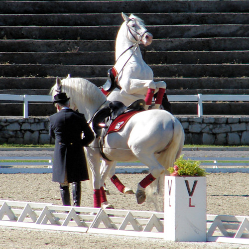 Lipizzaner Stallion performing