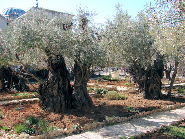 Garden of Gesthemane