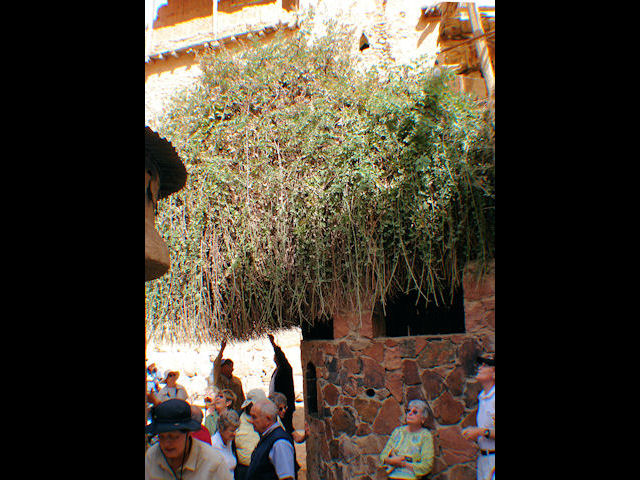 Burning Bush