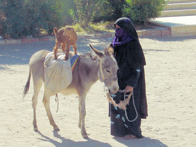 Performaing Goat