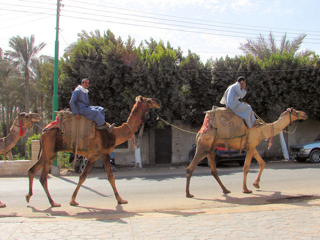Camels neear Memphis