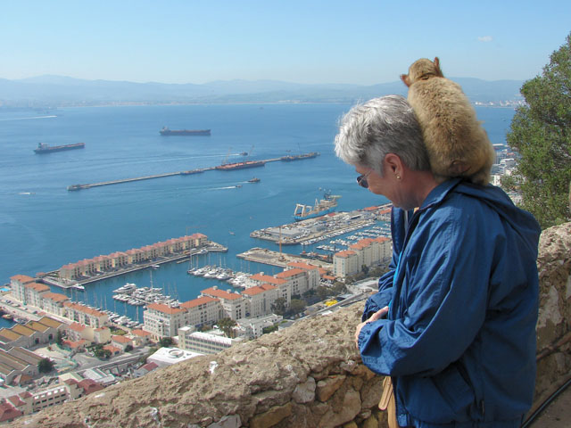 Gibraltar Apes