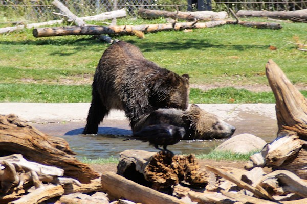 Grizzly Habitat