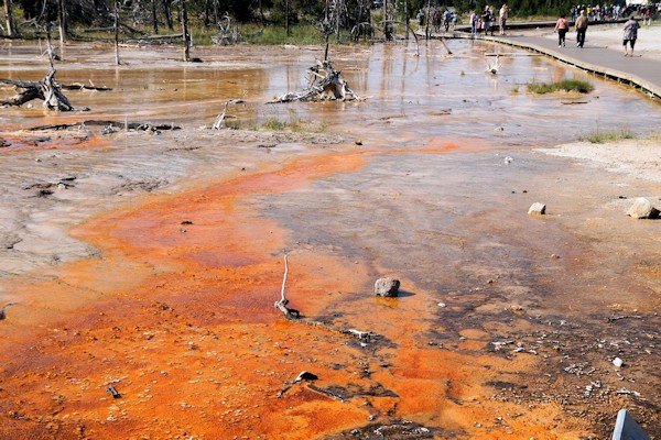 Thermophilic bacteria