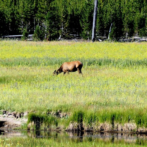 Grazing elk