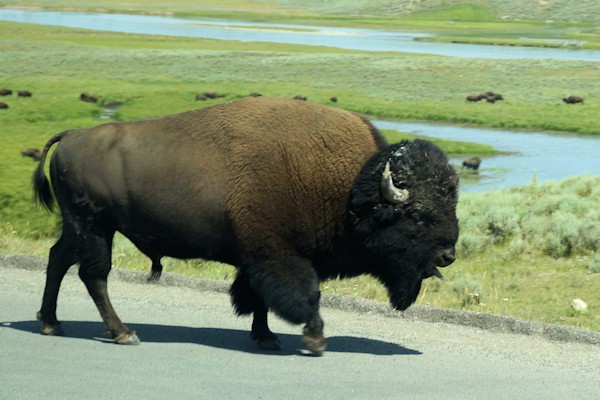 Bison